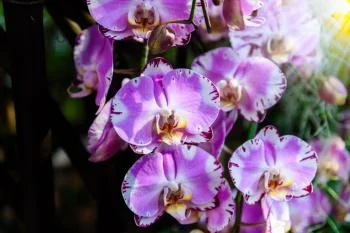 Fototapeta Piękne Orchidee - obrazek 2