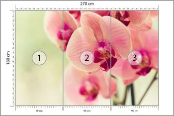 Fototapeta Piękny Storczyk - obrazek 3