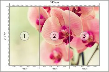 Fototapeta Piękny Storczyk - obrazek 3
