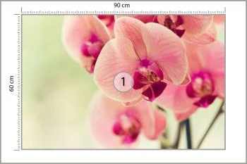 Fototapeta Piękny Storczyk - obrazek 3