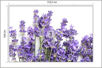 Fototapeta - Kwiaty Lawendy na Białym Tle - obrazek 3