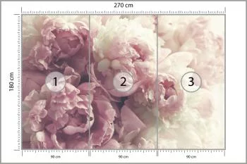 Fototapeta Kwitnące Peonie - obrazek 3