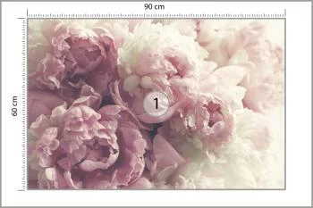 Fototapeta Kwitnące Peonie - obrazek 3
