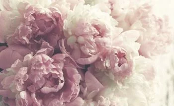 Fototapeta Kwitnące Peonie - obrazek 2