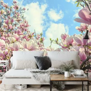Fototapeta Kolorowa Kwitnąca Magnolia