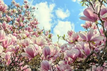 Fototapeta Kolorowa Kwitnąca Magnolia - obrazek 2