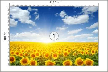 Fototapeta Pole Kwitnących Słoneczników - obrazek 3