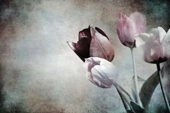 Fototapeta Tulipany W Stylu Vintage - obrazek 2