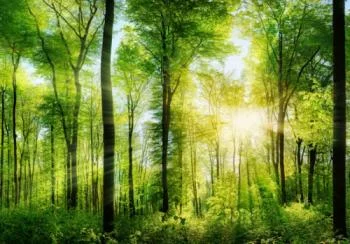 Fototapeta na wymiar las, drzewa, słońce