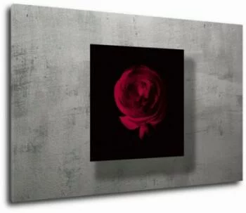 obraz czerwona róża