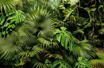Fototapeta na wymiar - gęsta dżungla