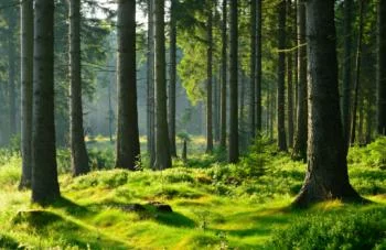 Fototapeta natura Las Drzewa - obrazek 2