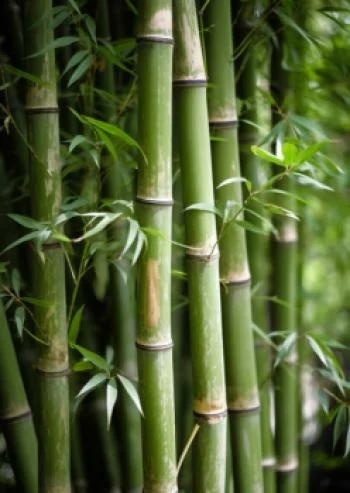 Plakat w ramie - las bambusowy z bliska - obrazek 2