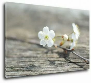 Kwiat kwitnącej czereśni - obraz 80x50cm
