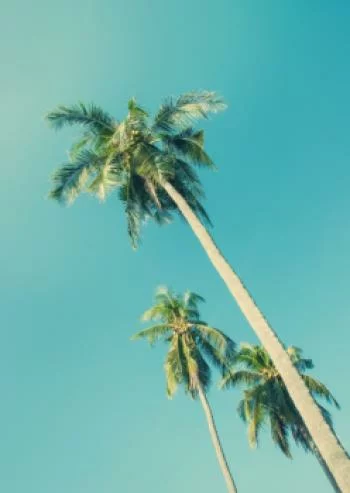 Plakat w ramie - tropikalne tło z palmami w świetle słońca - obrazek 2
