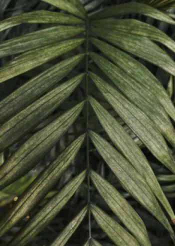 Plakat w ramie - egzotyczne liście palmowe - obrazek 2