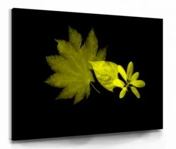 Obraz na płótnie - cień złotych liści